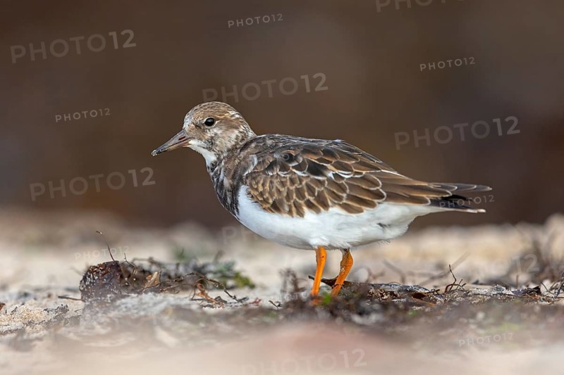Turnstone, (Arenaria interpres), Animals, Birds, Snipe family, Heligoland, Schleswig-Holstein, Germany, Europe