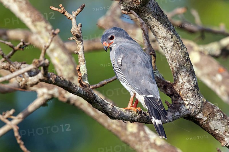 Cuckoo Hawk, Barred Hawk, (Kaupifalco monogrammicus), Throated Barred Hawk, perching site, Marakissa Area, Marakissa, South Bank, Gambia, Africa