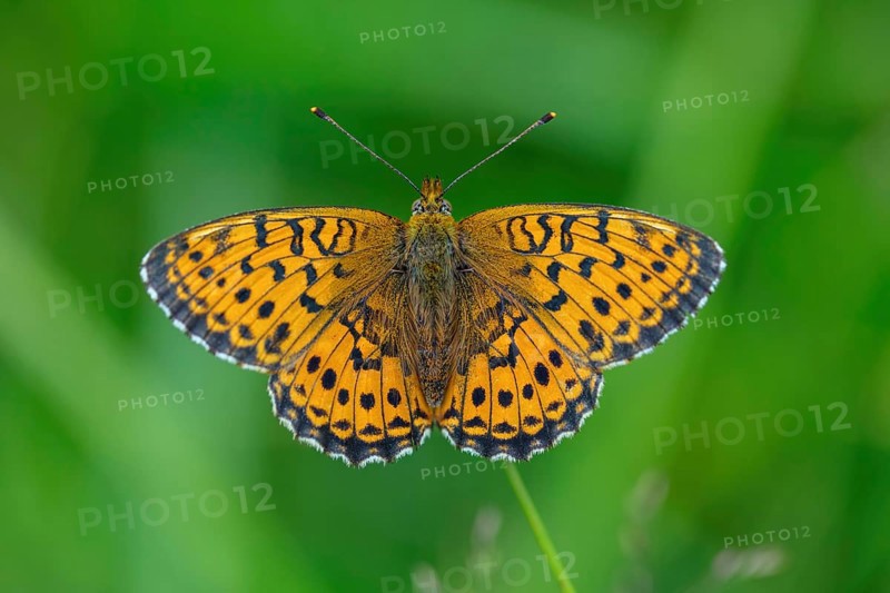 Meadowsweet Pearl-bordered Fritillary, Meadowsweet Pearl-bordered Fritillary, Violet Silver Fritillary, (Brenthis ino), Noble Butterfly, Butterfly, Butterfly, Insect, i, Black Forest, Feldberg-Region, Baden-Württemberg, Germany, Europe