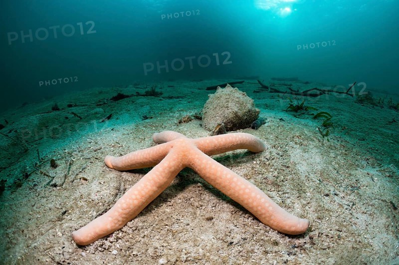 Starfish in lagoon, Linckia sp., Cenderawasih Bay, West Papua, Indonesia, Asia