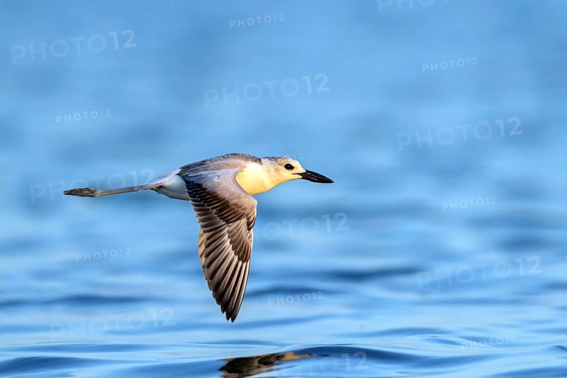 Heroncatcher, (Dromas ardeola), animals, birds, biotope, habitat, foraging, waters, Barr Al Hikman, Shannah, Ash Sharqiyah South, Oman, Asia