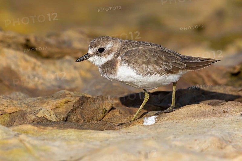 Animals, Birds, Little Ringed Plover, Mongolian Plover, (Charadrius mongolus), Al Muwalah, Qurayyat, Mu?afaz¸at Masqat, Oman, Asia