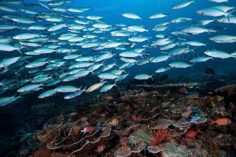 Fusiliers over coral reef, Pterocaesio tesselata, Raja Ampat, West Papua, Indonesia, Asia