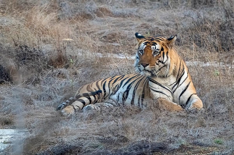 Tiger (Panthera tigris), Bengal tiger or Indian tiger, big cat (Pantherinae), carnivore (Carnivora), highly endangered, rests in the last rays of light in front of sunset, Bandhavgarh National Park, tiger reserve, Madhya Pradesh, Vindhya Mountains, India, Asia