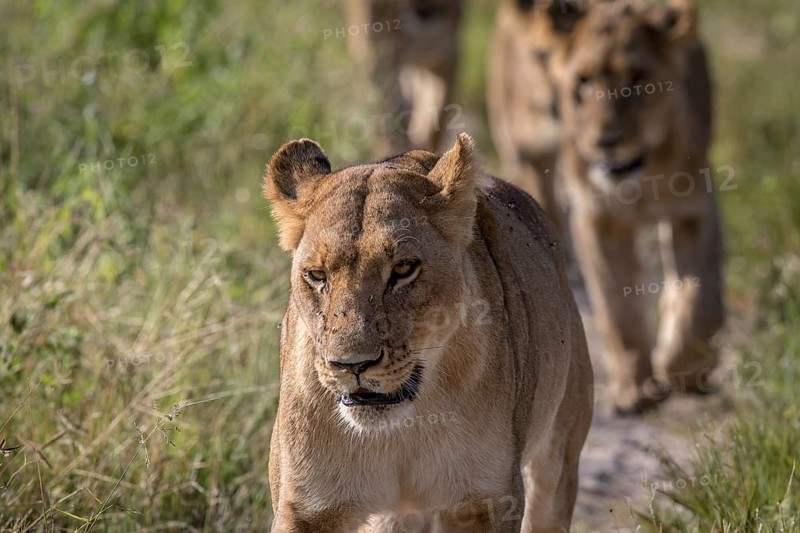 Lions walking towards the camera in the Chobe National Park, Botswana, Africa