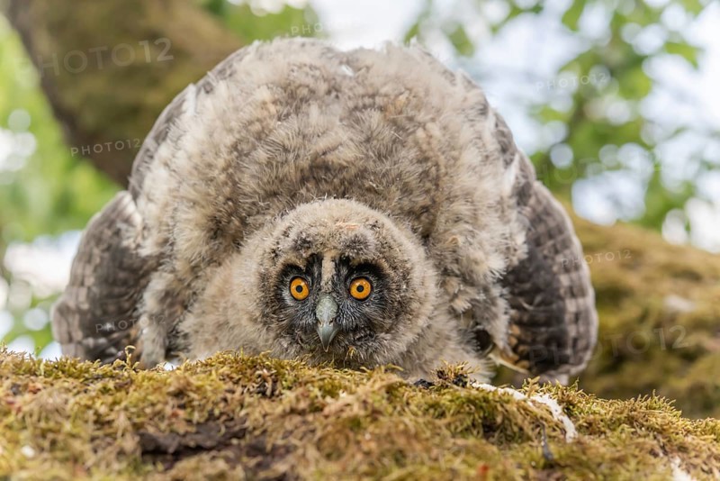 Long-eared Owl (Asio otus) chick spreading its wings to intimidate perched on a branch in an orchard. Alsace, France, Europe