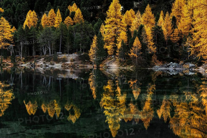 Autumn at Lake Palpuogna in the Swiss Alps with yellow larch trees and reflections in the calm water