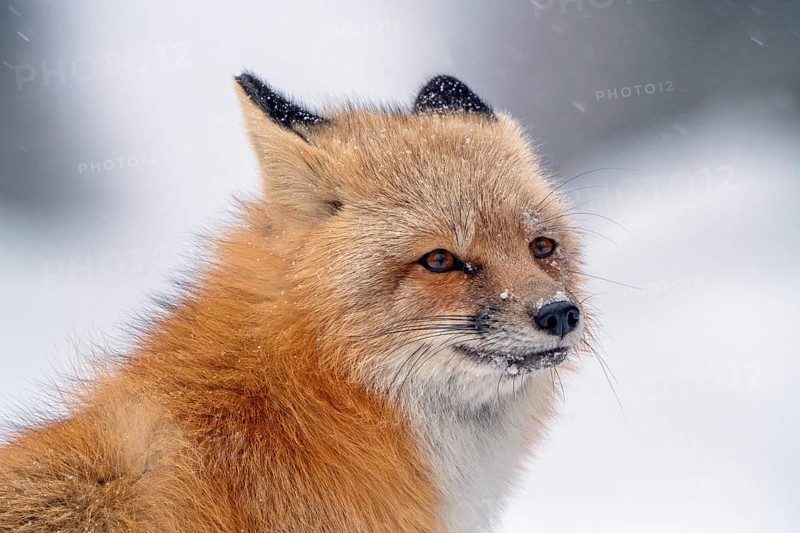 Fox Northern Saskatchewan snow rural road scenic