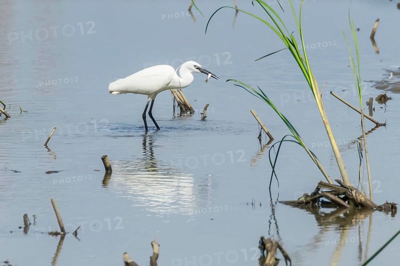 Little Egret Hunting (Egretta garzetta) White Little Egret