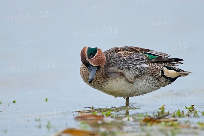 Scratching teal. Scratching Teal