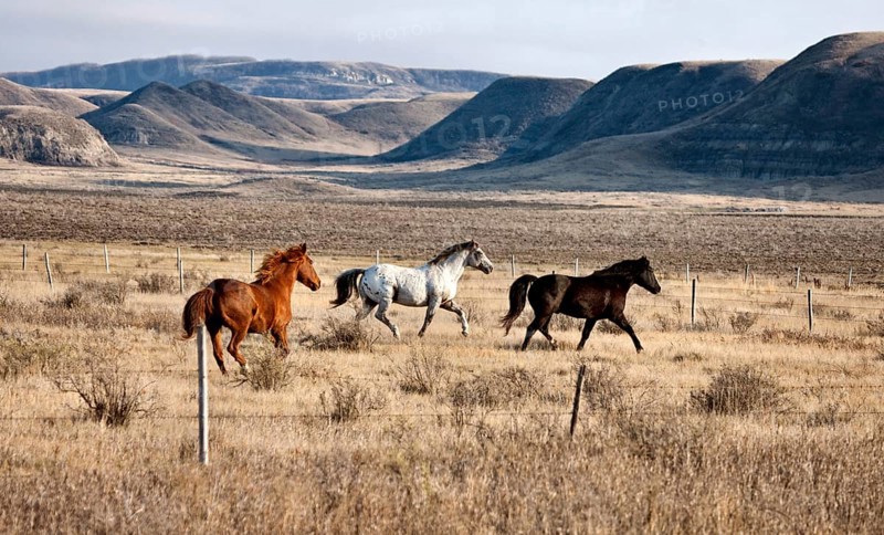 Badlands Canada Saskatchewan Big Muddy horses in pasture