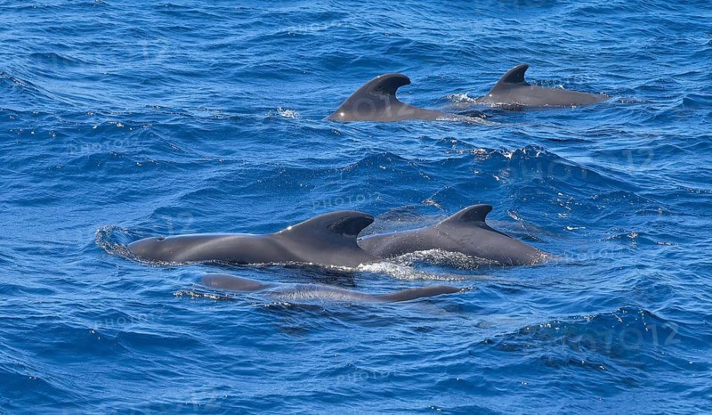 Group of pilot whales in the Atlantic off La Gomera, Spain, Europe
