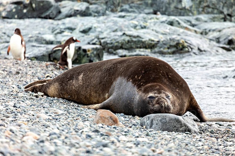 A seal lies relaxed on a pebble beach while penguins can be seen in the background, seal on the beach in the Antarctic