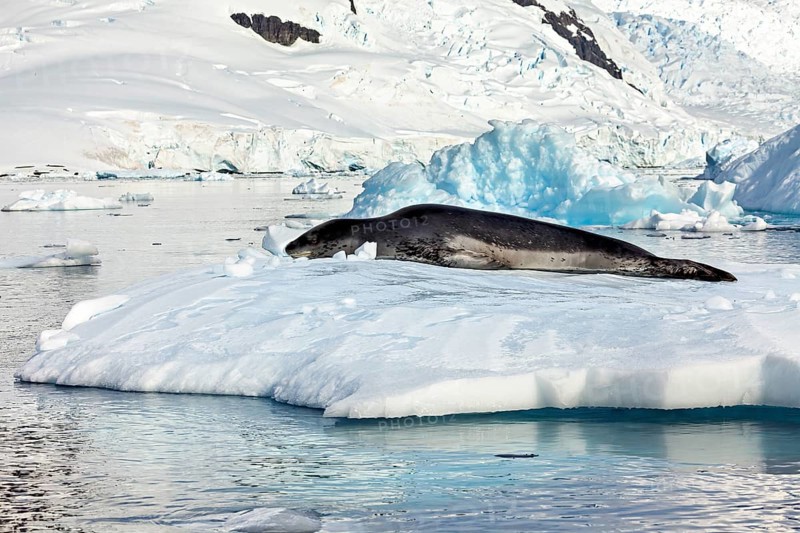 Seal resting on a snow-covered island in the icy landscape, leopard seal (Hydrurga leptonyx) on an ice floe in the Antarctic