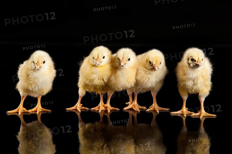 Little yellow chicken on a black studio background