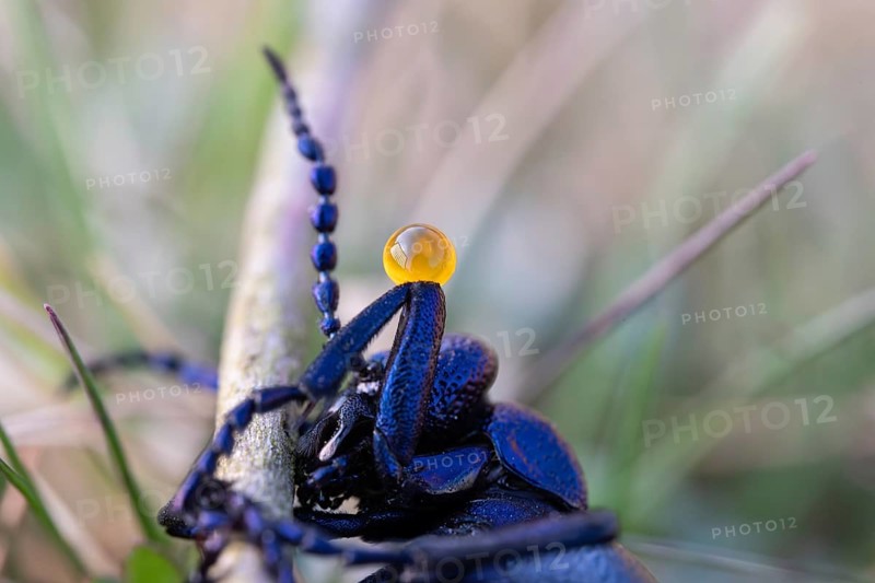 Black oil beetle (Meloe proscarabaeus), poisonous defence secretion on the knee joint, Lower Saxony, Germany, Europe