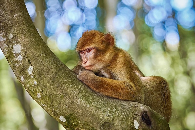 Barbary Macaque (Macaca Sylvanus) on the Tree Salem, Germany, Europe