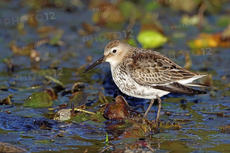 Dunlin