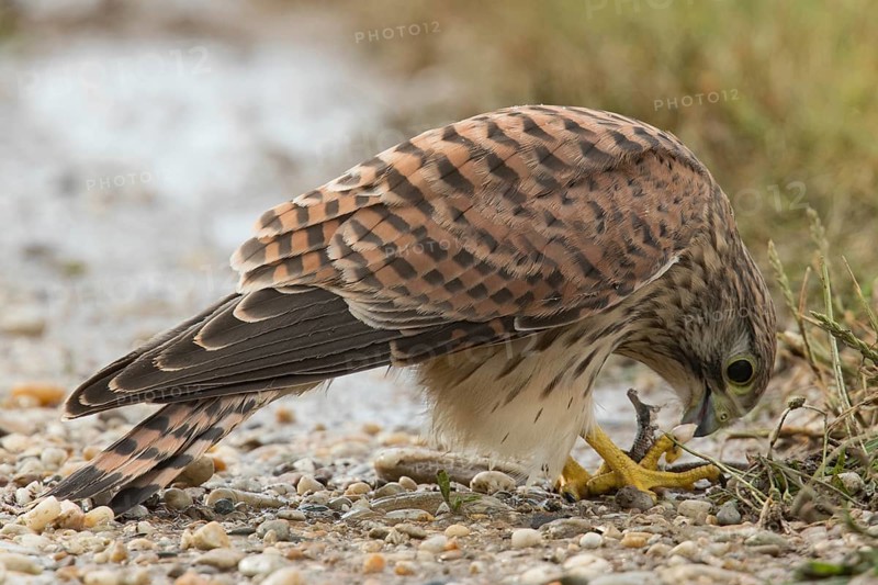 Kestrel (Falco tinnunculus)
