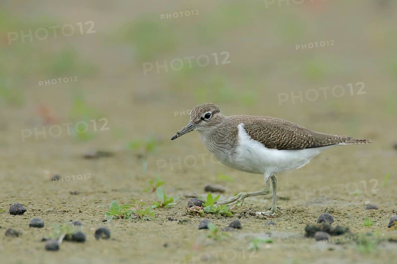 Common sandpiper (Actitis hypoleucos)