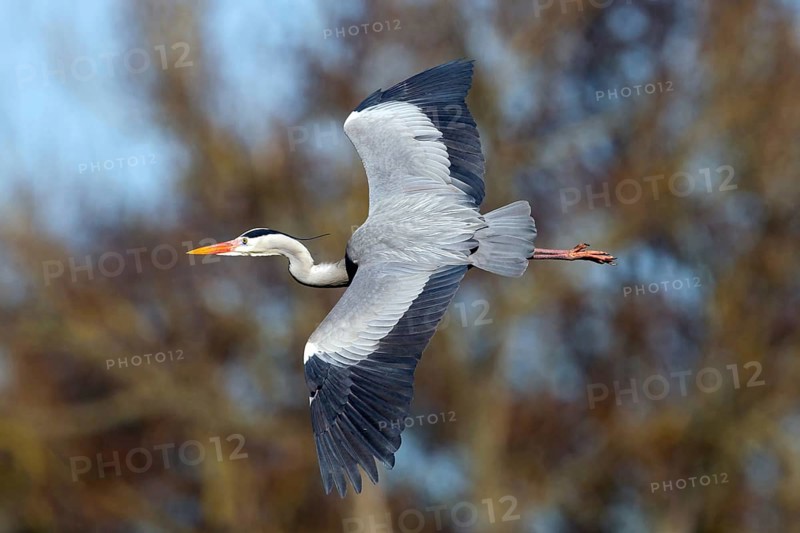 Grey heron, heron, (Ardea cinerea), animals, birds, heron, aerial photograph, Luisenpark, Mannheim, Baden-Württemberg, Germany, Europe
