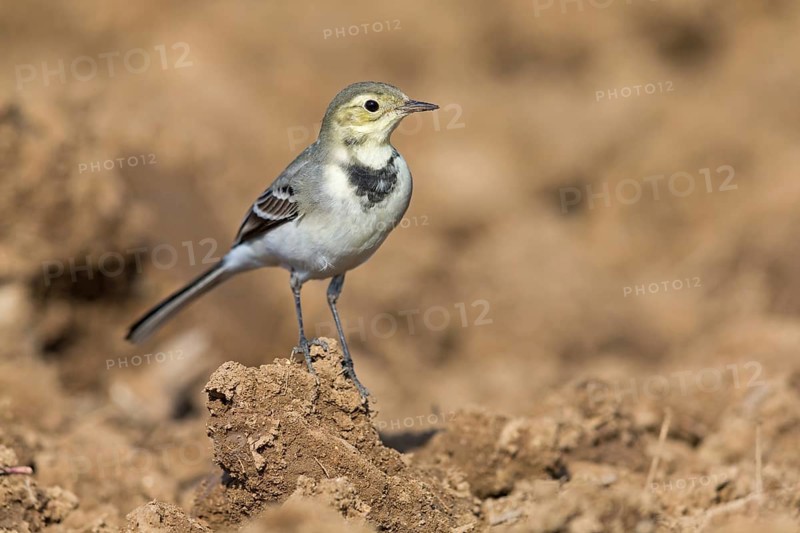 White wagtail, (Motacilla alba), BTiere, birds, family of wagtails and pipits, Steglarp, Vellinge, Skåne, Sweden, Europe