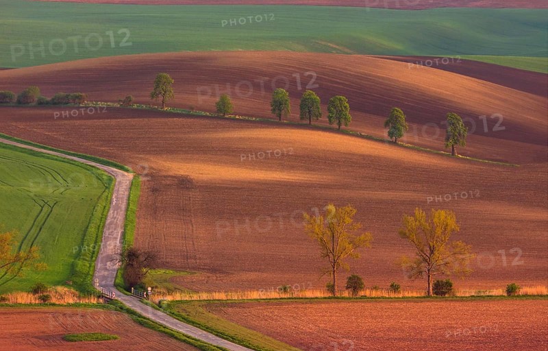 Rural abstract landscape with chestnut alley in South Moravia, Czech Republic, Europe