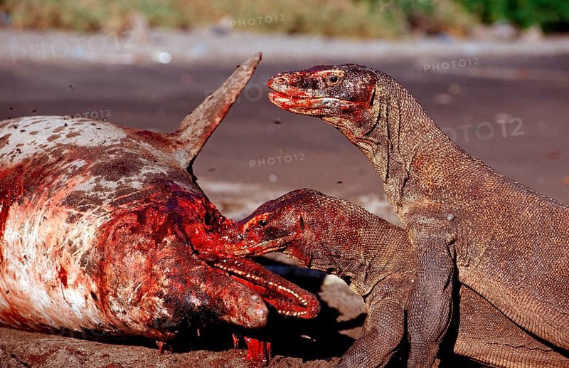 Komodo dragons eat dead dolphin, Varanus komodoensis, Rinca, Komodo National Park, Indonesia, Asia