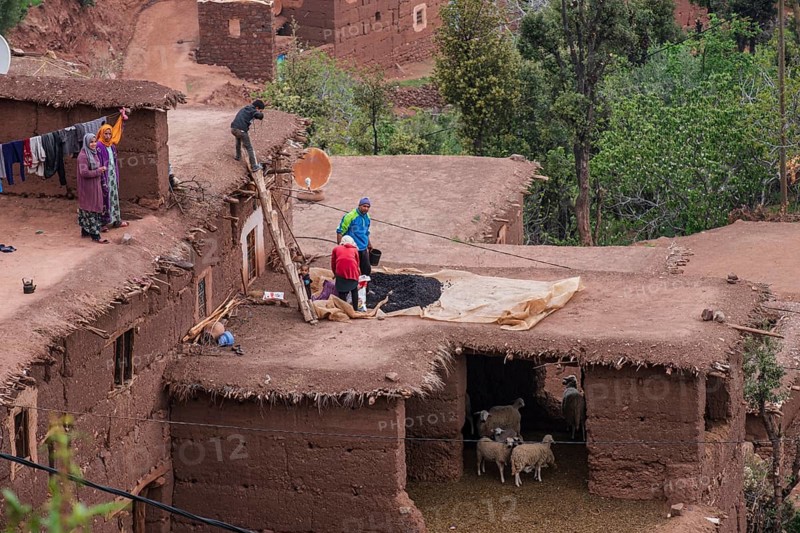 Family drying beans on a pen with sheep, Ait Blal, azilal province, Atlas mountain range, morocco