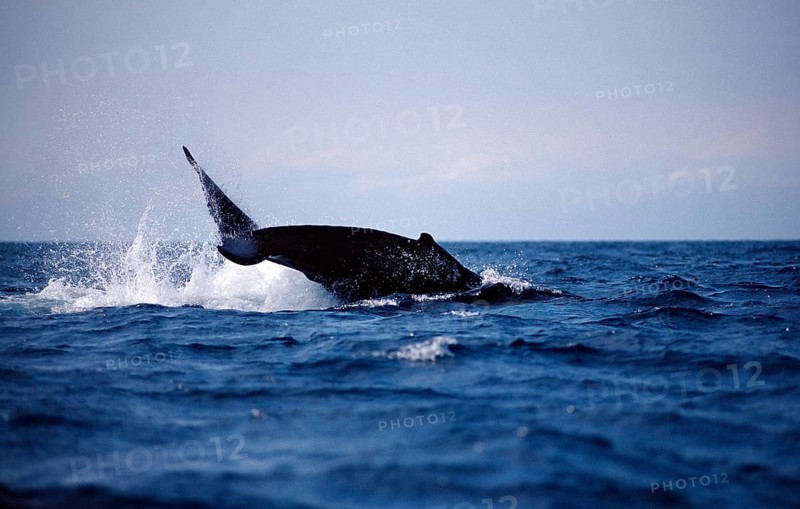 Humpback whale fluke, Megaptera novaeangliae, Silverbanks, Caribbean Sea, Dominican Republic, Central America