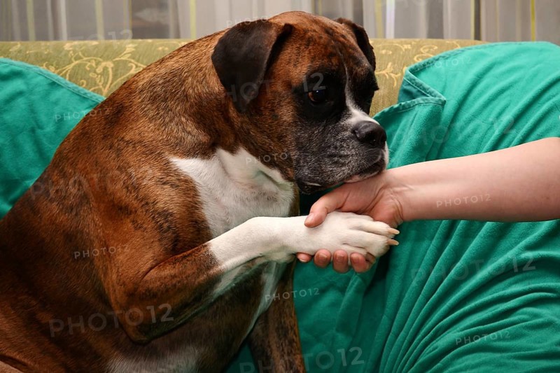Handshaking with a dog