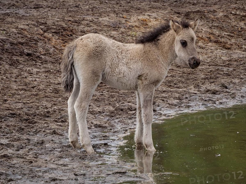 Foal stands on the muddy bank of a small body of water and looks curiously, merfeld, münsterland, germany