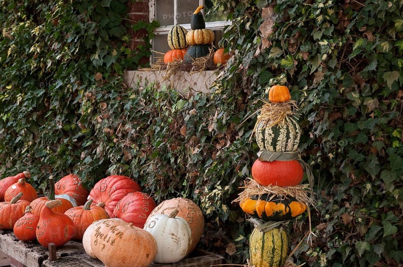 Pumpkins stacked in front of an overgrown wall, autumnal atmosphere, weseke, münsterland, germany