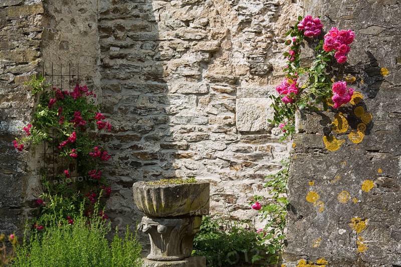 Monastery garden in the cloister, roses and lichen on the church wall