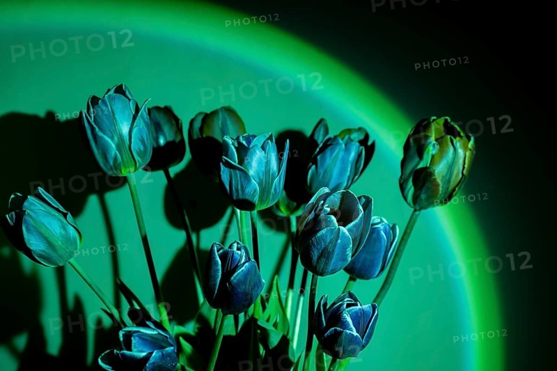 Pink colored tulip flower in neon light on green gradient background in the night light. Luminescence psychedelic art Creative dark holiday concept. Copy space greeting card Floral bouquet of fresh flowers. Aesthetic sunset lamp