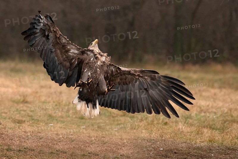 Haliaeetus albicilla, white taled eagle, Poland, Europe