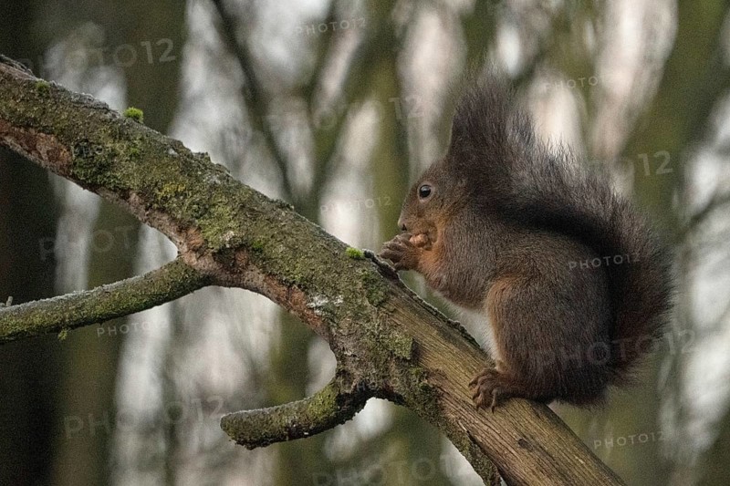 Sciurus vulgaris, italy
