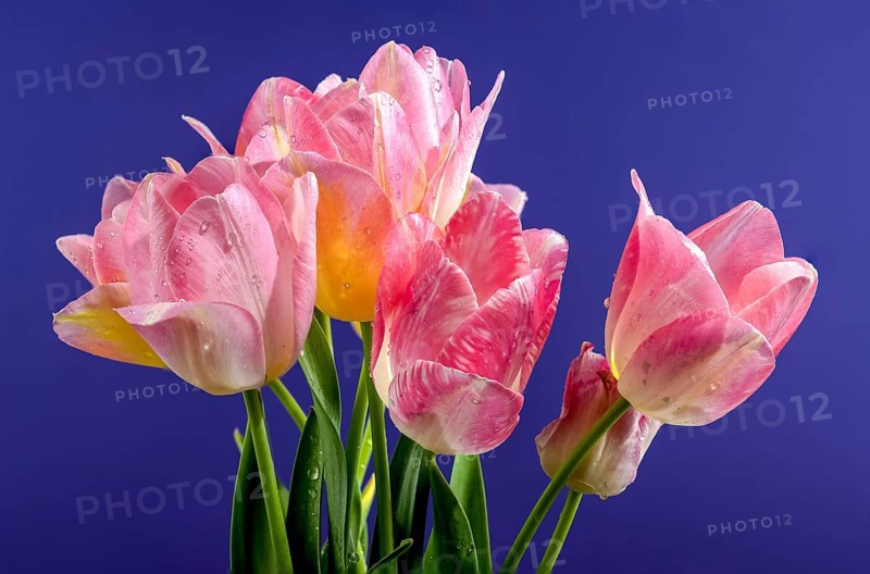 Beautiful blooming pink tulips flowers on a blue background. Flower head close-up, Odessa, Ukraine, Europe