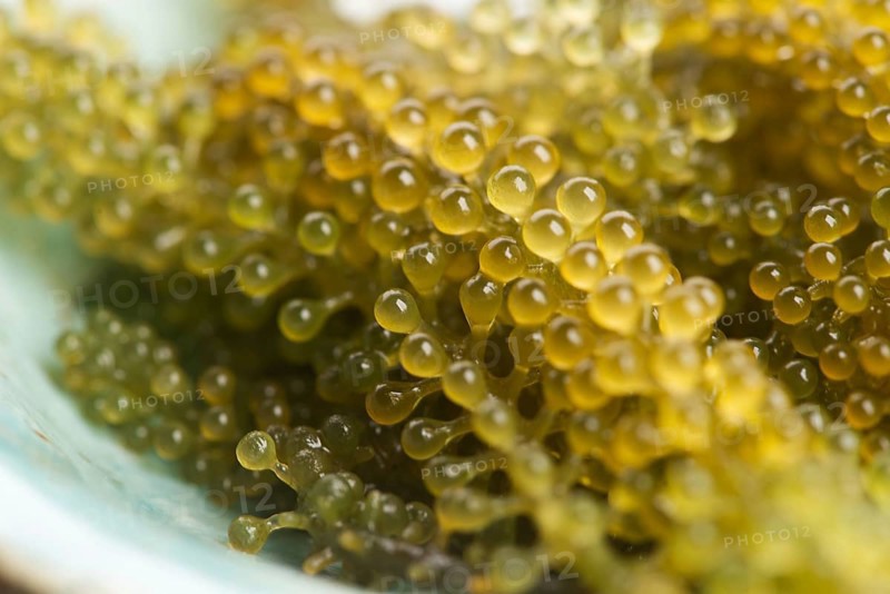 Caulerpa lentillifera seaweed is a species of bryopsidale green algae