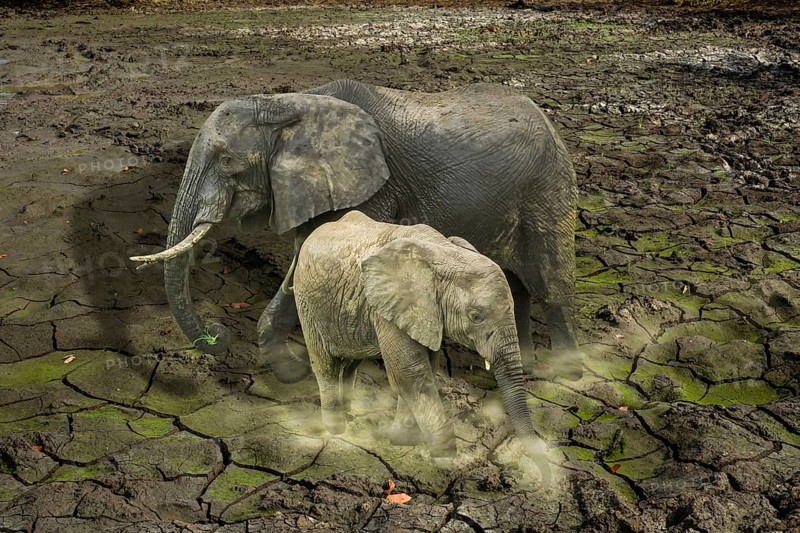 The last surviving elephants on cracked earth background. concept of endangered, love, survival, global warming, loneliness and pollution concept