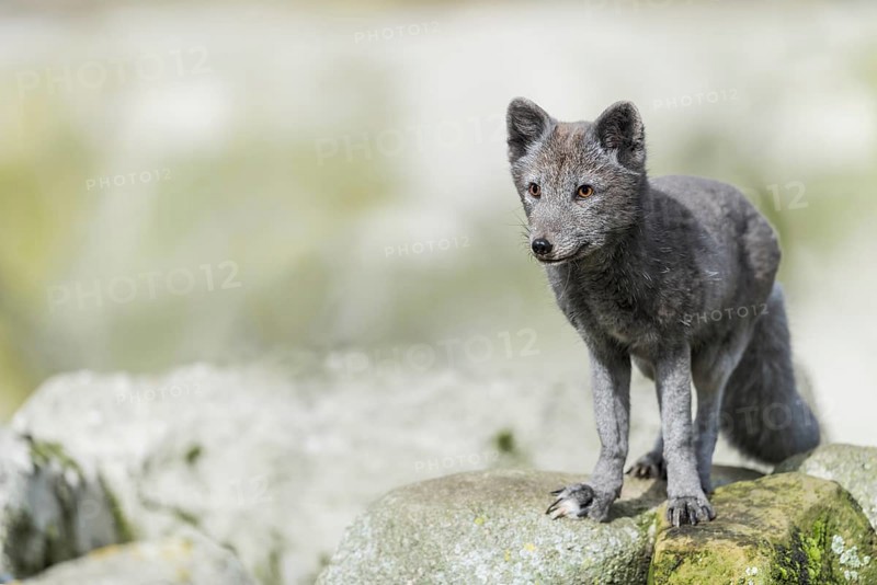 Arctic fox (Vulpes lagopus)