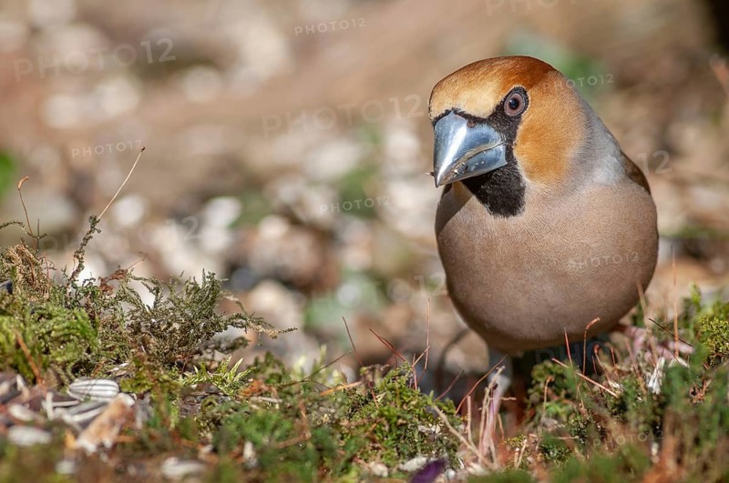 Grosbeak (Coccothraustes coccothraustes) resting on the moss on the ground in the forest in winter. Bas-Rhin, Alsace, Grand Est, France, Europe