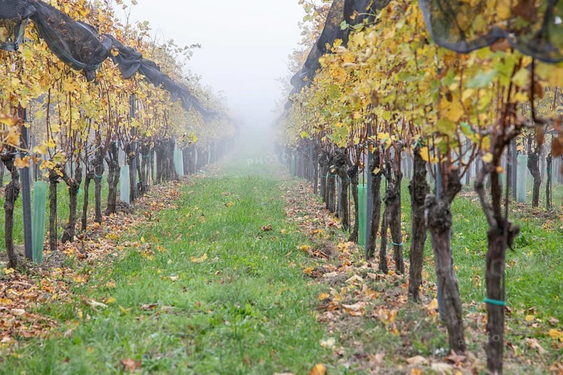 Autumn fog in the vineyard, near St. Andrä-Höch, Sausal, Styria, Austria, Europe
