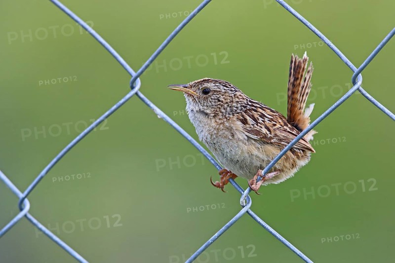 Sedge Wren, Cistothorus stellaris, Patagonia, Argentina, South America