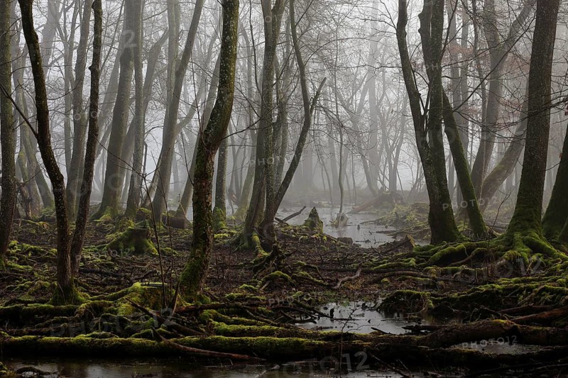 Quarry forest in Bavaria