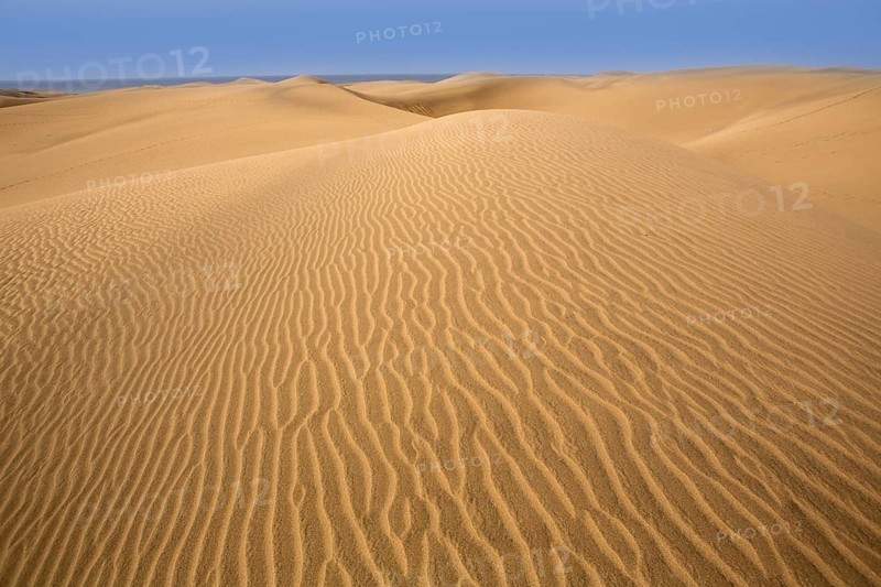 Desert dunes sand in Maspalomas Oasis Gran Canaria at Canary islands
