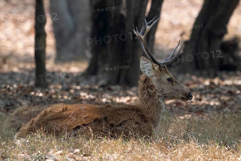 Sambar (Cervus unicolor), roe deer, horse deer, noble deer, resting in the shade, Kanha National Park, Tiger Reserve, Jabalpur, Madhya Pradesh, India, Asia