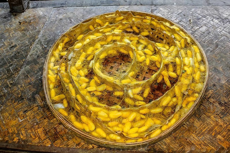 Plate with the cocoons of silkworm in a silkworm farm waiting for butterflies to born and begin again the life circle with reproduction. The silk is extracted from these chrysalis boiled in hot water