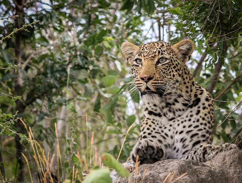 Starring Leopard in the Sabi Sands, South Africa, Africa