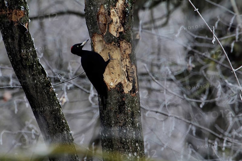 Black Woodpecker, Dryocopus martius, Black Woodpecker